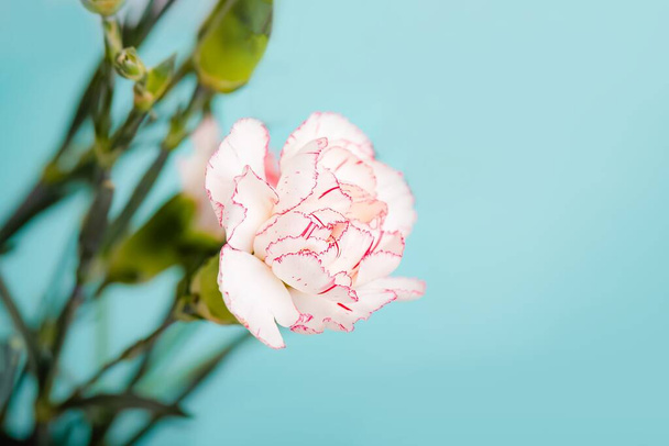 White with pink rim carnation flowers on a mint color background, copy space - Valokuva, kuva