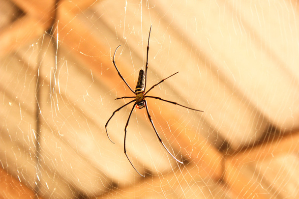 araignée avec toile tissée dans la maison
 - Photo, image