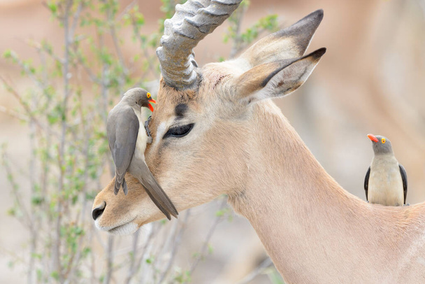 Kırmızı gagalı öküzkakan (Buphagus erythrorhyncus) impala (Aepyceros melampus), Kruger Ulusal Parkı, Güney Afrika - Fotoğraf, Görsel