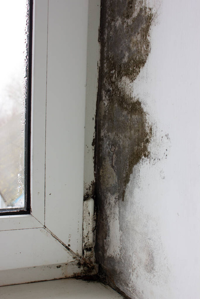 Le coin sur le rebord de la fenêtre est couvert de champignons, moisissure sur les fenêtres en plastique. - Photo, image