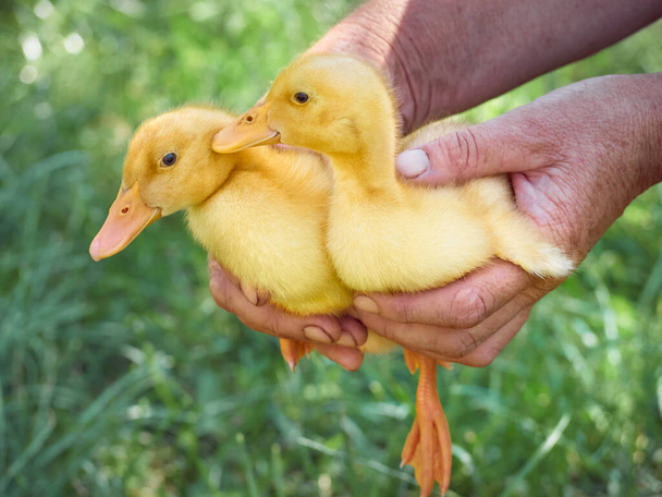 Small ducklings in the hands. - Photo, Image