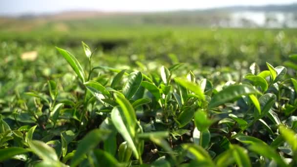 hojas de té verde por la mañana en la granja de té chiang rai. Tailandia - Metraje, vídeo