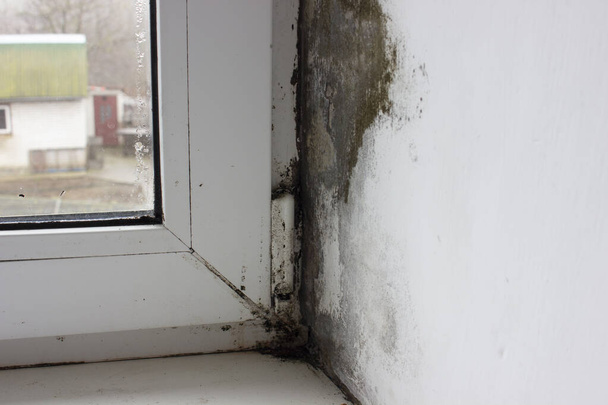 La esquina en el alféizar de la ventana está cubierta de hongos, molde en ventanas de plástico. - Foto, Imagen