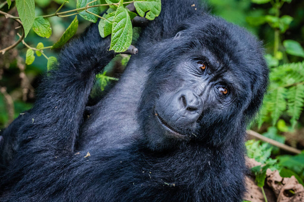 um gorila negro na selva - Foto, Imagem