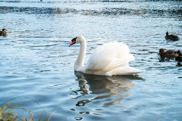 Cisne branco flutua na água. - Foto, Imagem