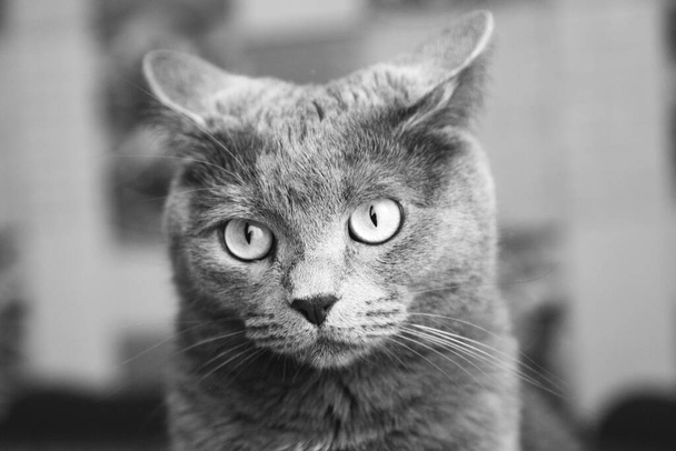 nibelungo gris con bigote grande se sienta con las orejas aplanadas en el miedo - Foto, Imagen