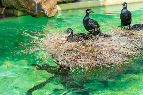 Three great cormorants taking a rest on a pile of straws  - Photo, Image