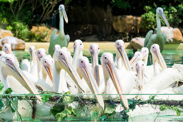 A bunch of white Pelican birds swimming in the pool  - Photo, Image