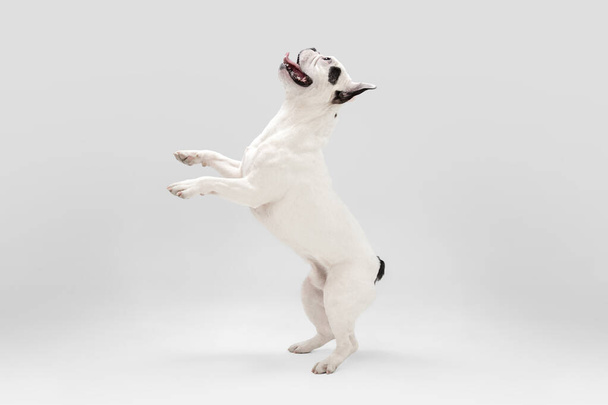 French Bulldog young dog is posing. Cute playful white-black doggy or pet on white background. Concept of motion, action, movement. - Φωτογραφία, εικόνα