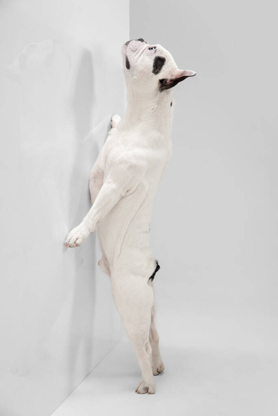 French Bulldog young dog is posing. Cute playful white-black doggy or pet on white background. Concept of motion, action, movement. - Φωτογραφία, εικόνα