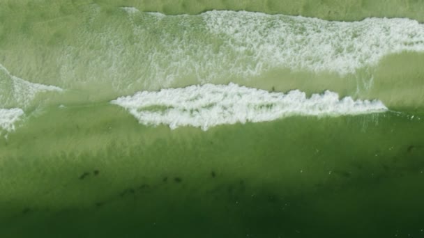 Letecký pohled vlny s červeným přílivem toxický květ - Záběry, video