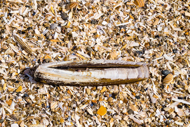 Conchiglia di molluschi sulla spiaggia di Blavand / Ho Danimarca - Foto, immagini