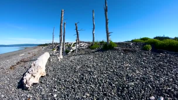 POV lac bleu bois flotté et forêt dense Alaska - Séquence, vidéo