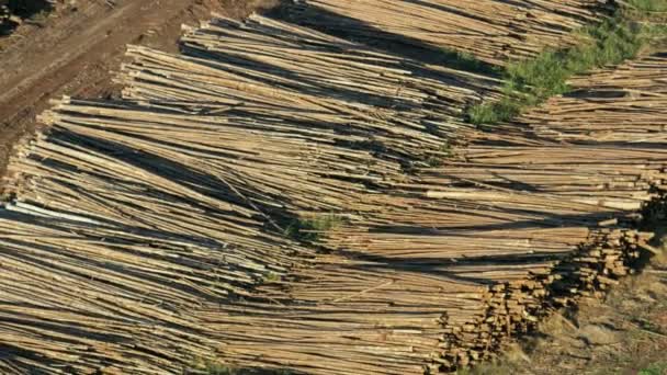 Z powietrza widać stosy drewna niedawno wycinane do produkcji materiałów papierniczych na całym świecie Przemysłowa papiernia w eksploatacji Ameryka  - Materiał filmowy, wideo