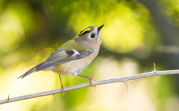 Goldcrest, regulus regulus. The bird sits on a branch with thorns, looks up - Foto, imagen