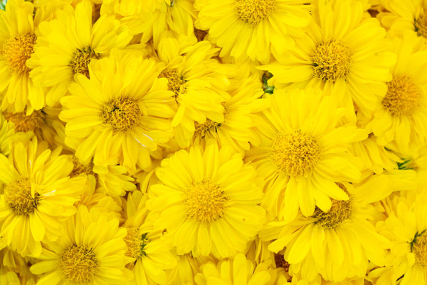 Sarı renkli kasımpatı çiçek desenli arkaplan - Fotoğraf, Görsel