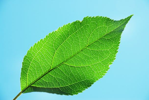 Green leaf - Fotografie, Obrázek