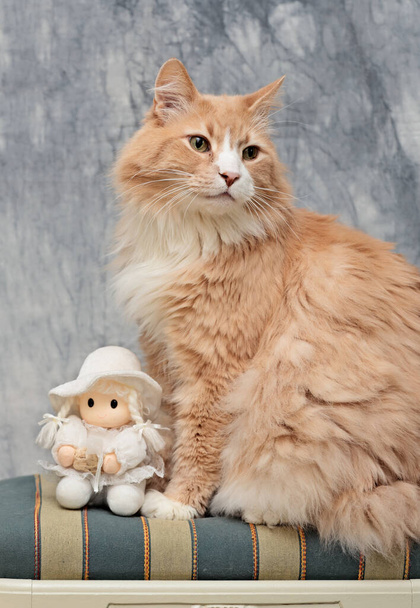 Big and strong Norwegian forest cat male sitting on a chair with a white doll - Photo, Image