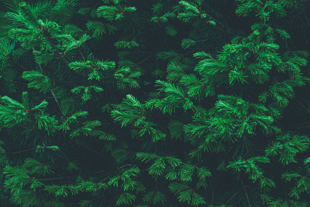Rami verdi di abete rosso nella foresta estiva - Foto, immagini