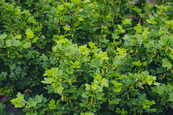 Çalı ağacının dikenli yeşil dallarında yeşil Bektaşi üzümü - Fotoğraf, Görsel