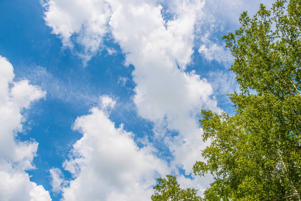 Blauer bewölkter Himmel über dem sommerlichen Birkenwald - Foto, Bild