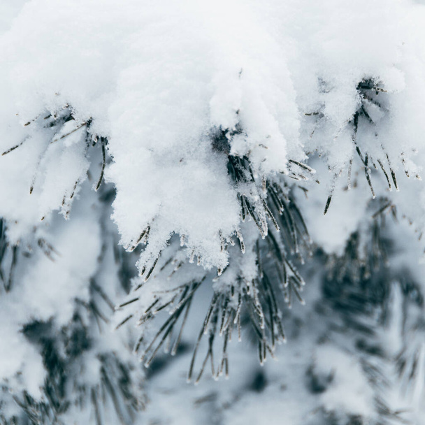 Ветви снежного дерева. Зимние сосны с иглами, покрытыми морозом. - Фото, изображение