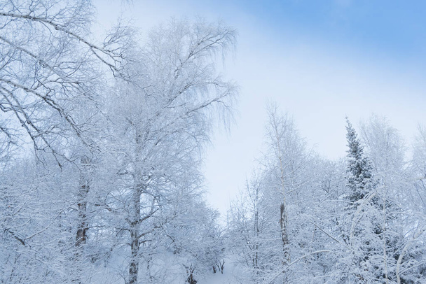 Winter forest on slope in frosty haze. Branches are covered with snow and frost under soft sky. - Photo, Image