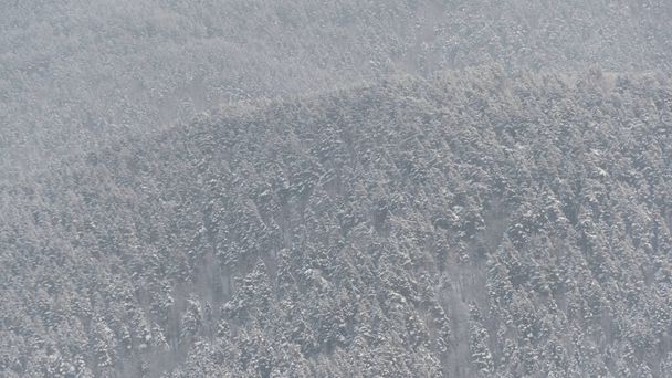 Hang mit winterlichen Schneewäldern bedeckt. Kiefern im Frost. - Foto, Bild