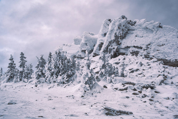 sapins congelés sur le flanc de la montagne. Forêt enneigée sous un ciel hivernal nuageux. Arbres couverts de givre et de neige en montagne - Photo, image