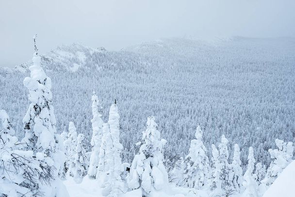 Paesaggio invernale di foresta di neve in cima alla collina. Rami di alberi con rami glassati e rime in nebbia gelida - Foto, immagini