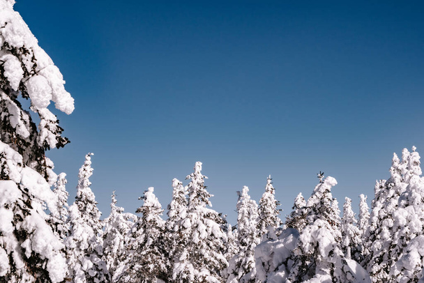 Téli fák a kék ég alatt. Felső ágak a hó alatt. - Fotó, kép