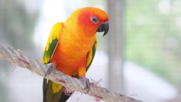 Close up Colorful yellow orange green love bird on rope by camera right pan - Footage, Video