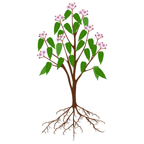 Bixa orellana of anatto boom met bloemen op een witte achtergrond. - Vector, afbeelding