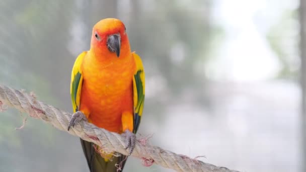 Close up Colorful yellow orange green love bird on rope with blur flying bird as background - Footage, Video