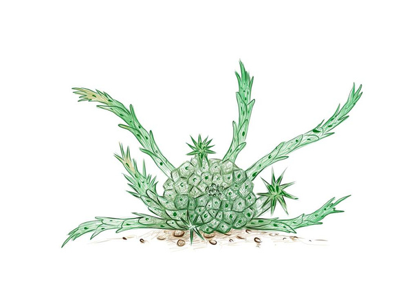 Illustrazione Schizzo disegnato a mano di Euphorbia Flanaganii o Cactus testa di Transkei Medusa. Una pianta succulenta con spine affilate per la decorazione del giardino - Vettoriali, immagini