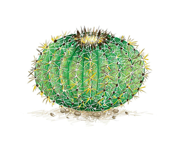 Illustration Hand Drawn Sketch of Echinocactus Grusonii, Golden Barrel Cactus, Golden Ball or Mother In Law's Cushion Cactus Plant. A Succulent Plants with Sharp Thorns for Garden Decoration - Vettoriali, immagini