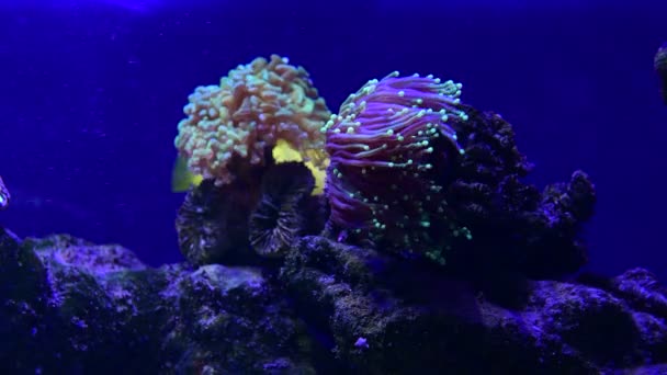Jolies anémones en mer corail récif aquarium mouvement 4k vidéo pleine HD - Séquence, vidéo