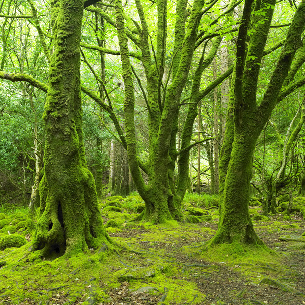Forest, Parque Nacional de Killarney, Condado de Kerry, Irlanda
 - Foto, Imagen