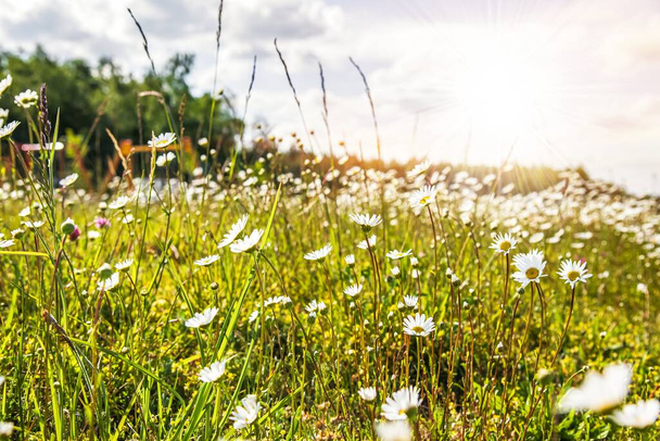デイジーの花、夏の晴れた日のフィールド - 写真・画像