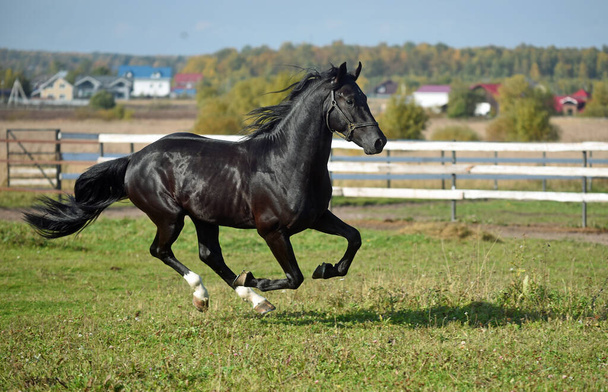 フィールドに黒い馬のギャロップ - 写真・画像