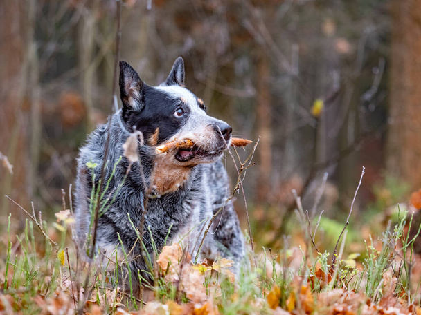 Szczęśliwy pies pobranie i gryzienie kij w kolorowy jesienny las. Portret psa z płytkimi liśćmi tła - Zdjęcie, obraz