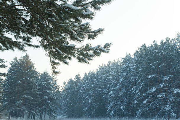 coniferous forest Siberia winter snow nature cold - 写真・画像