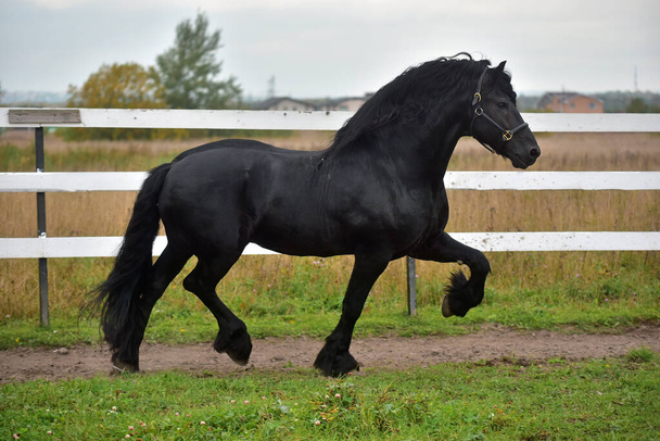 Frisialainen hevonen juoksee pellolle. - Valokuva, kuva