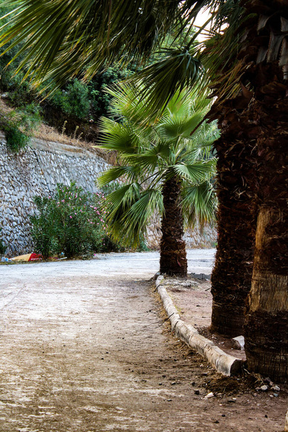 Туреччина, Мармаріс, пальми на дорозі - Фото, зображення