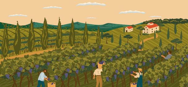 Paisaje de viñedo con campo de uva y villa de bodega en el fondo. Afiche de ilustración vectorial dibujo a mano. La vendimia de uvas de vino. La gente trabaja en un campo de bodega - Vector, imagen