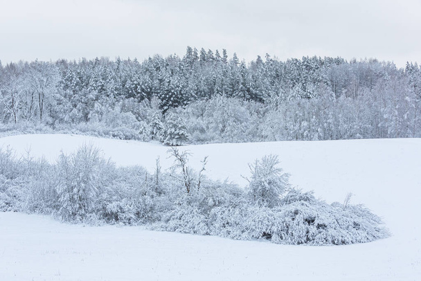 krajobraz zimowy w styczniu 2021 r. - Zdjęcie, obraz
