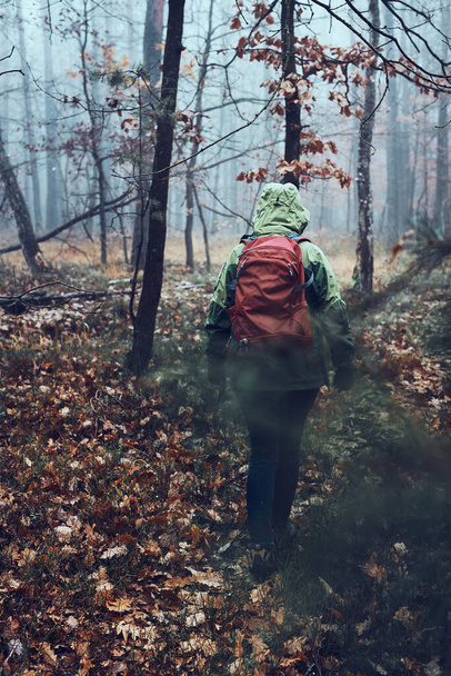 Woman with backpack wandering in a forest on autumn cold day. Back view of middle age active woman going along forest path actively spending time - 写真・画像