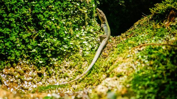 Хитрая зеленая ящерица-рептилия крупным планом греется на скале, покрытой мхом и лишайником под солнцем. Песчаная ящерица - Фото, изображение