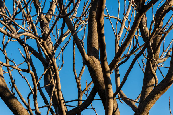 Young branches against blue sky in winter time. Nature - Photo, Image