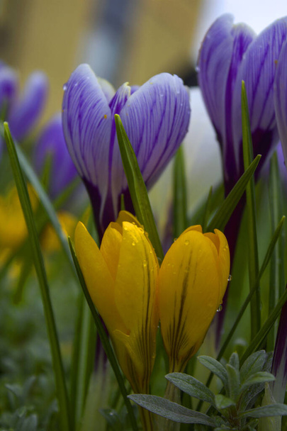 Перші весняні квіти крокуси
. - Фото, зображення